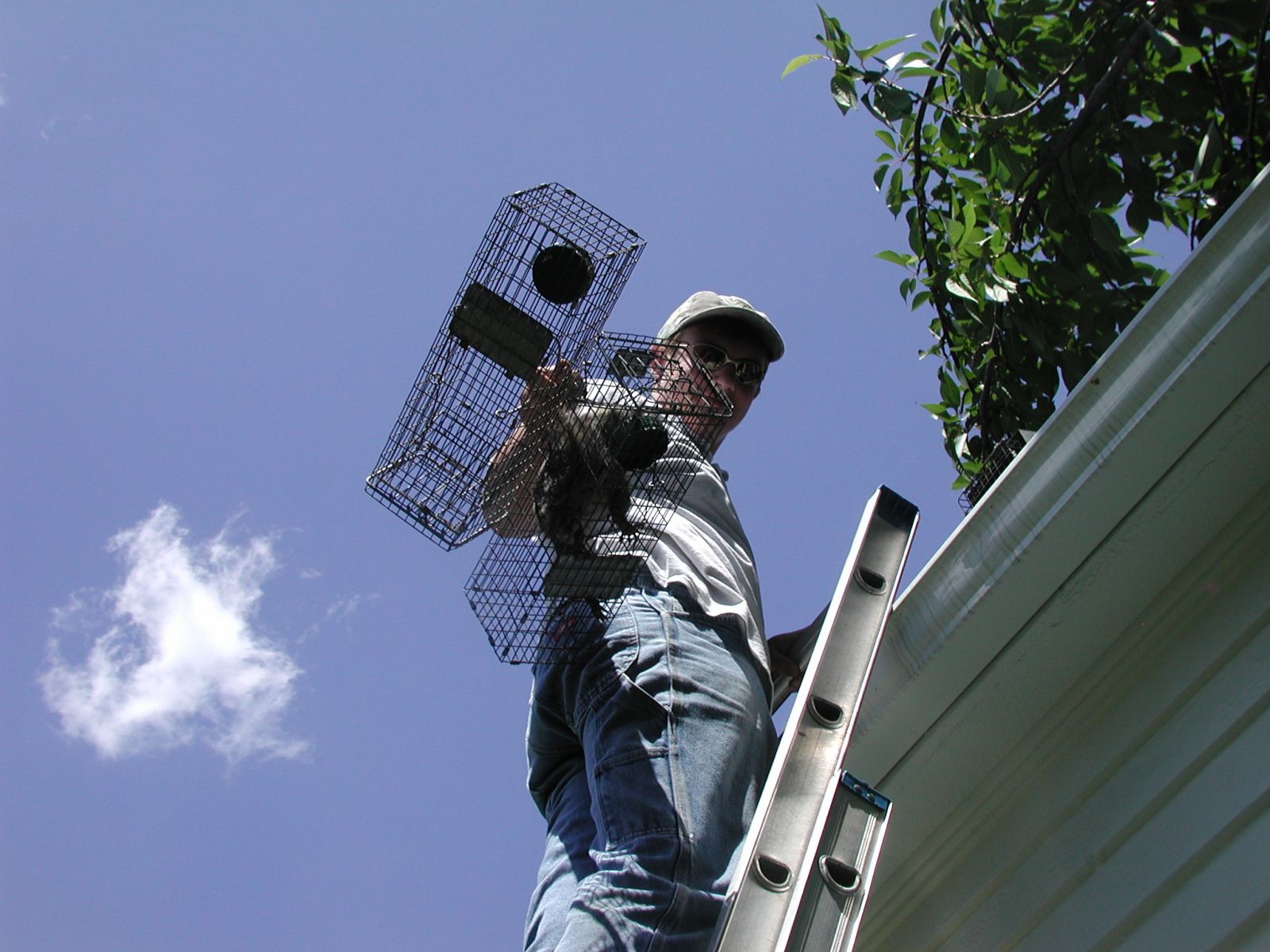 Squirrel Removal in Bedford