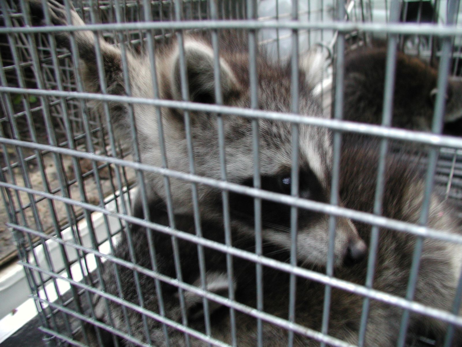 Wildlife Removal Blacksburg Virginia