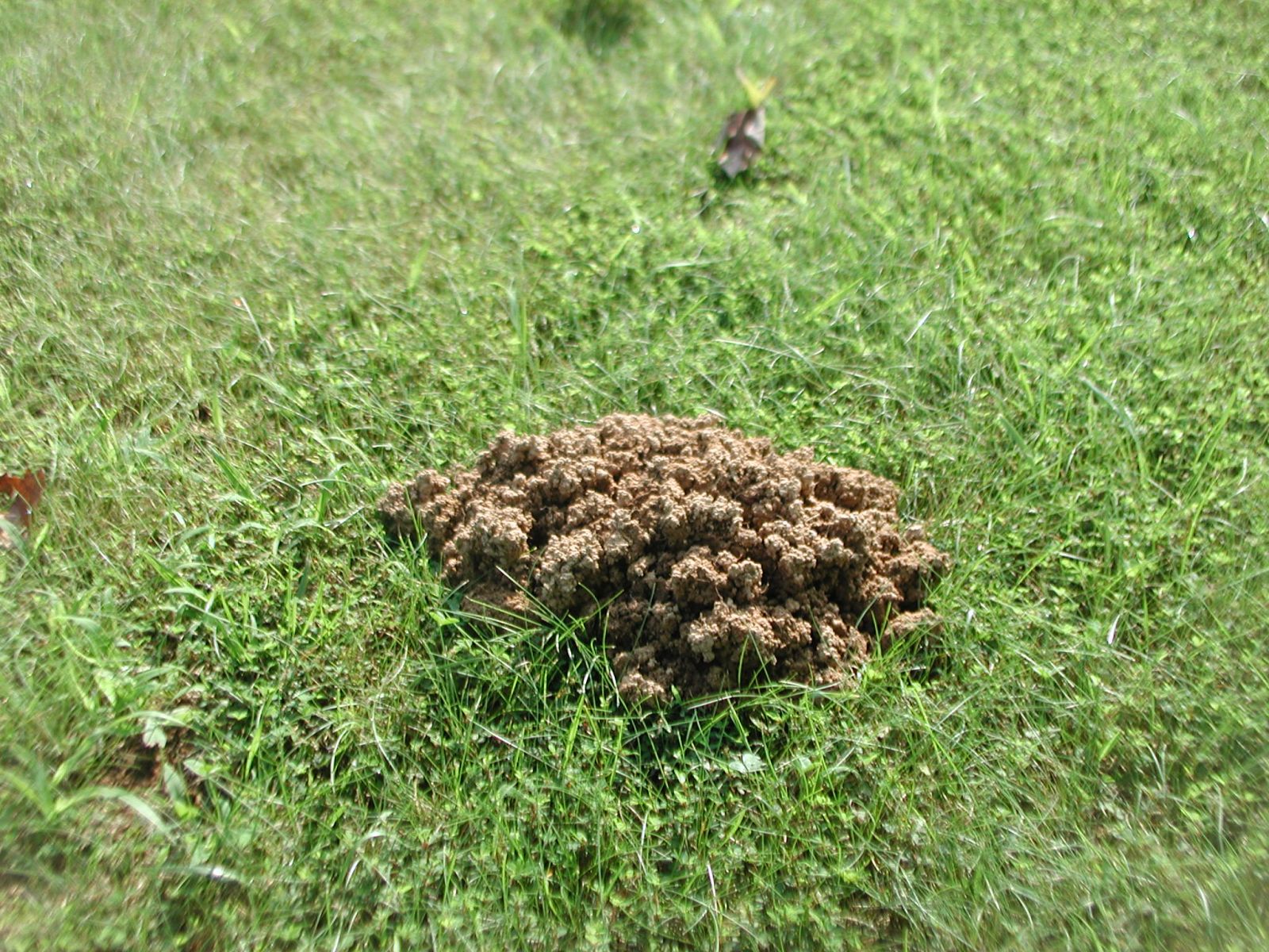 Mole Damage Wytheville
