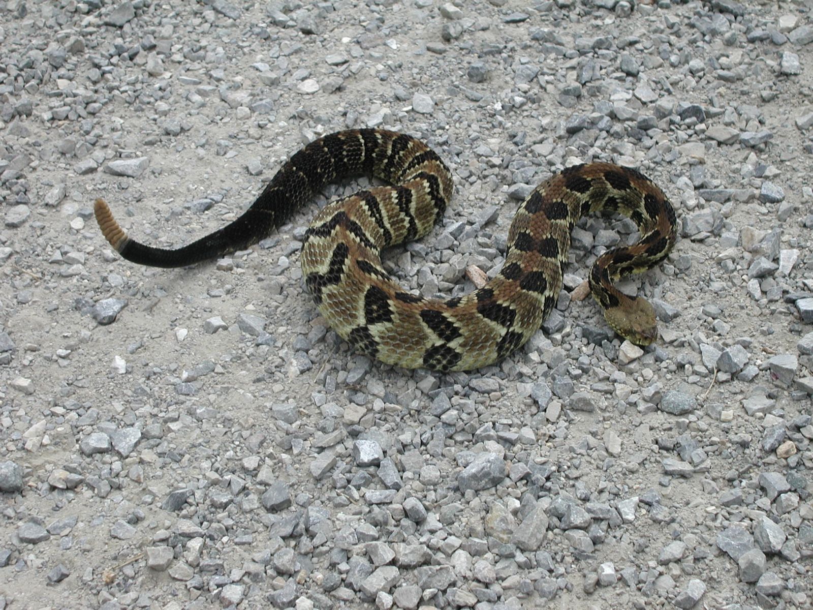Bedford Snake Removal