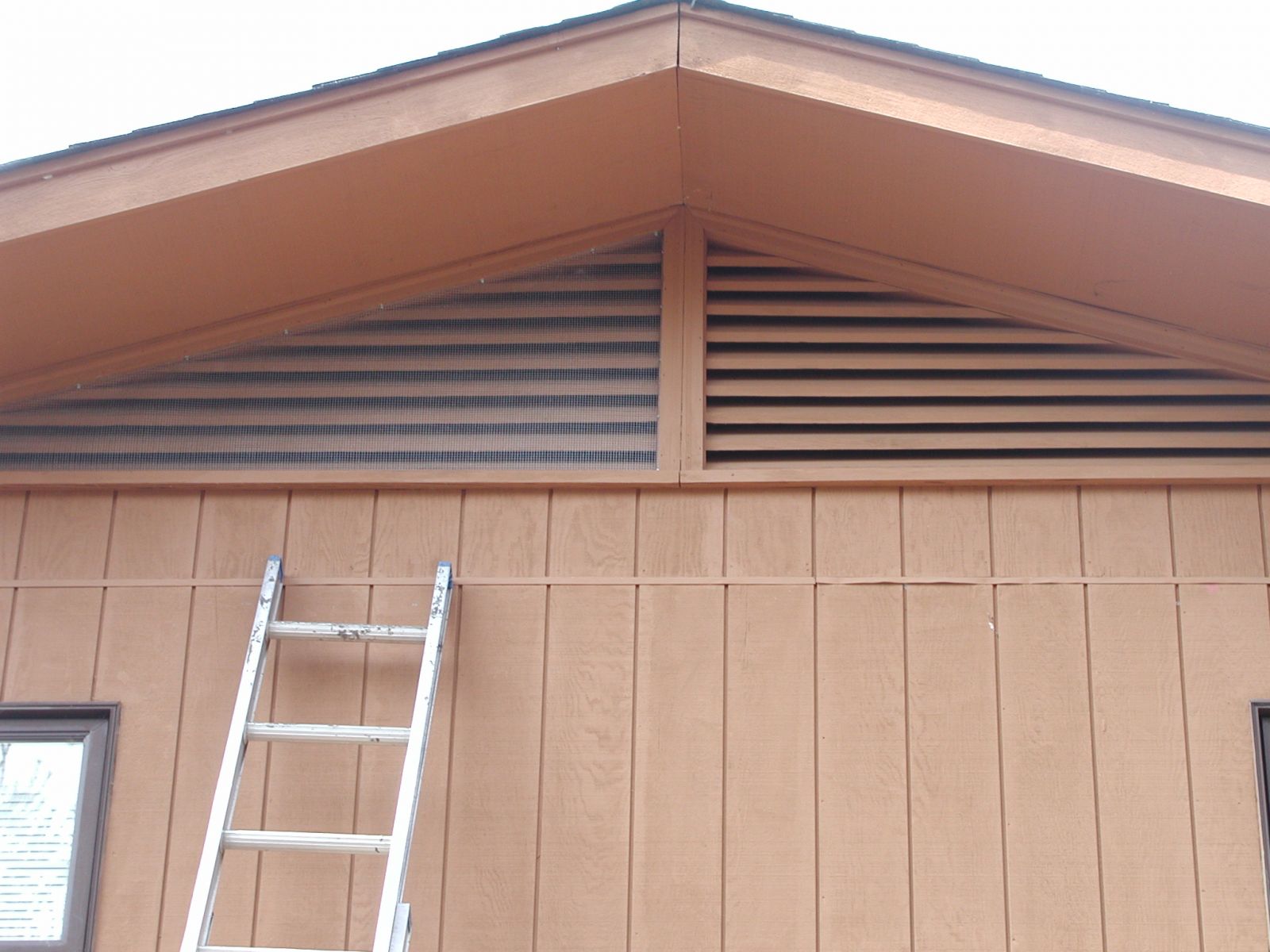 Flying Squirrel Control Wytheville