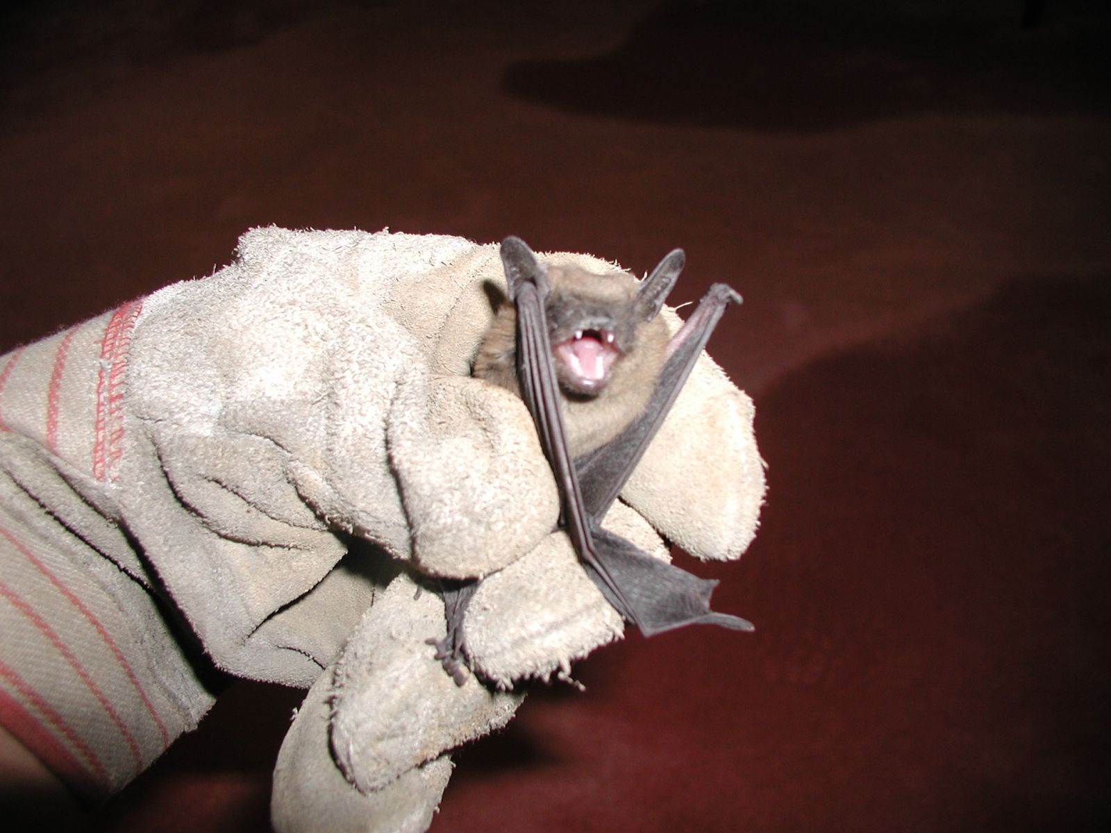 Virginia Bat Health Concerns