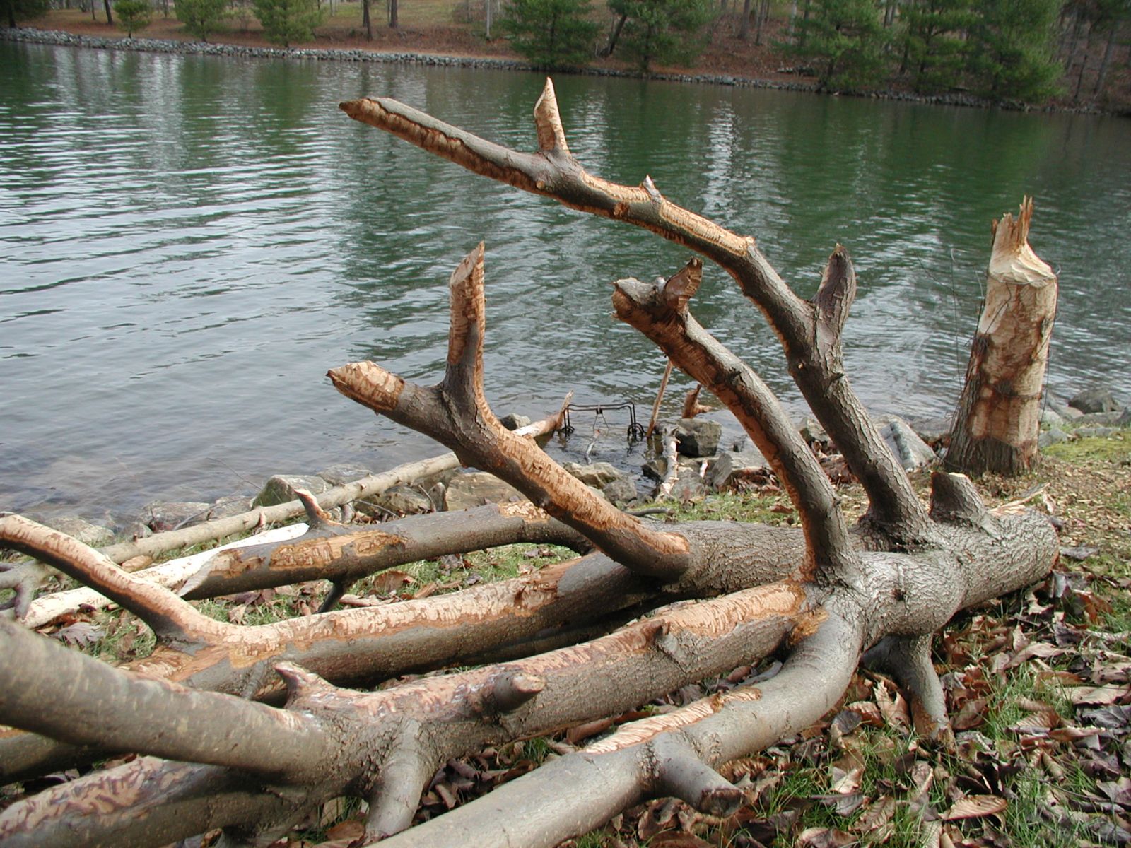 How to get rid of beavers Virginia