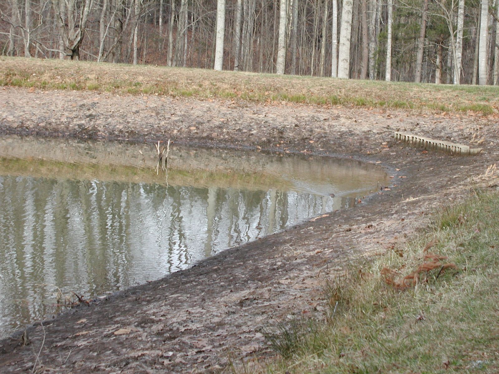 Muskrat Removal Wytheville