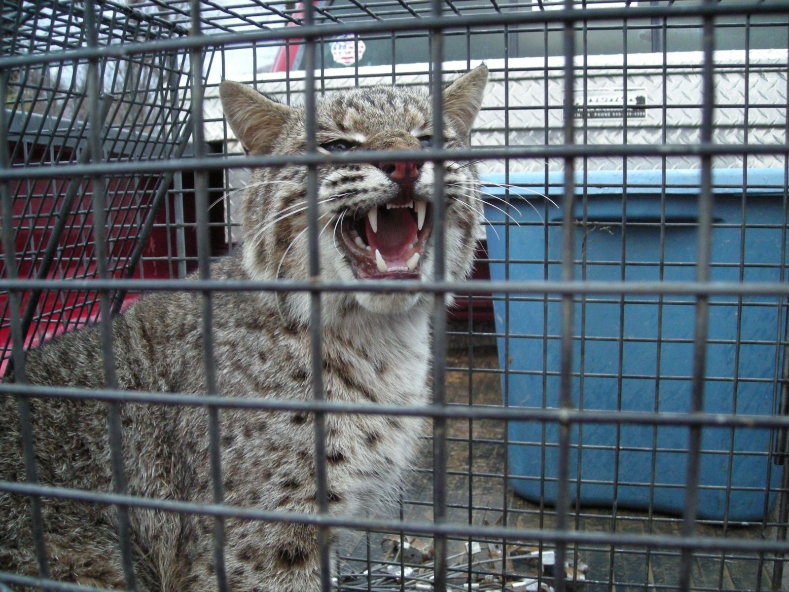 Newport News Bobcat Removal